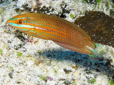 Red-Lined Wrasse - Halichoeres biocellatus - Yap, Micronesia