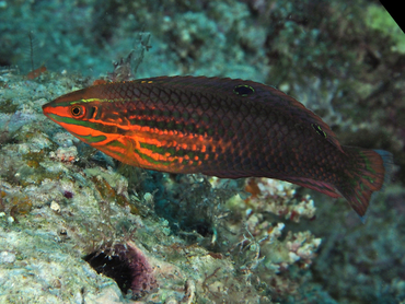 Red-Lined Wrasse - Halichoeres biocellatus - Great Barrier Reef, Australia