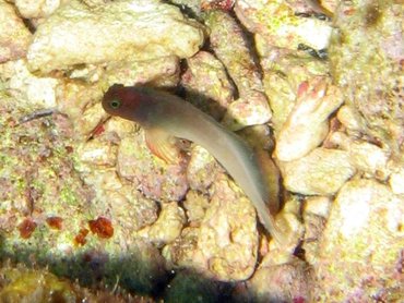 Redlip Blenny - Ophioblennius atlanticus - Roatan, Honduras