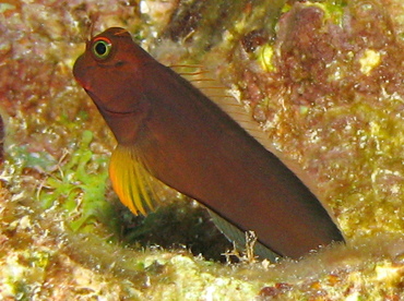 Redlip Blenny - Ophioblennius atlanticus - Grand Cayman