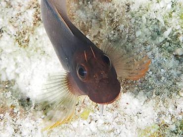 Redlip Blenny - Ophioblennius atlanticus - Bonaire