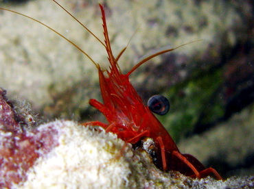 Red Night Shrimp - Cinetorhynchus manningi - Belize