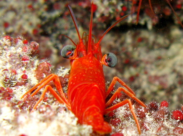 Red Night Shrimp - Cinetorhynchus manningi - Belize