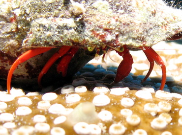 Red Reef Hermit Crab - Paguristes cadenati - Grand Cayman