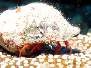 Red Reef Hermit Crab - Paguristes cadenati - Grand Cayman