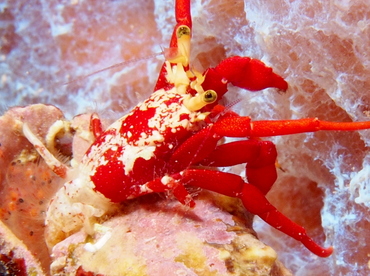 Red Reef Hermit Crab - Paguristes cadenati - Eleuthera, Bahamas