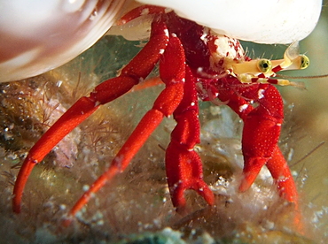 Red Reef Hermit Crab - Paguristes cadenati - Belize