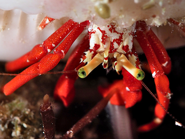 Red Reef Hermit Crab - Paguristes cadenati - Cozumel, Mexico