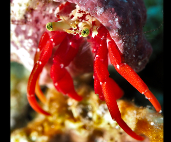 Red Reef Hermit Crab - Paguristes cadenati - Turks and Caicos