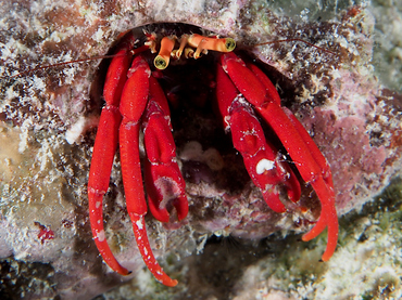 Red Reef Hermit Crab - Paguristes cadenati - Bonaire