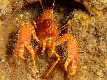 Red Reef Lobster - Enoplometopus occidentalis - Maui, Hawaii