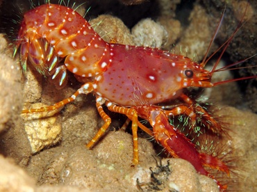 Red Reef Lobster - Enoplometopus occidentalis - Lanai, Hawaii