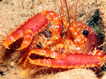 Red Reef Lobster - Enoplometopus occidentalis - Lanai, Hawaii