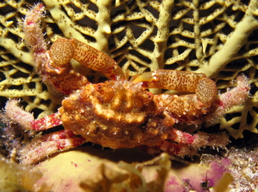 Red-Ridged Clinging Crab - Mithraculus forceps - Grand Cayman