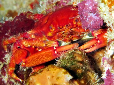 Red-Ridged Clinging Crab - Mithraculus forceps - Belize