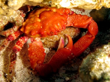 Red-Ridged Clinging Crab - Mithraculus forceps - Cozumel, Mexico