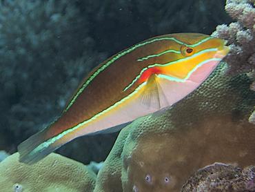 Redshoulder Wrasse - Stethojulis bandanensis - Lombok, Indonesia