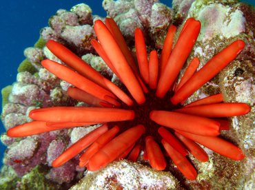 Red Slate Pencil Urchin - Heterocentrotus mammillatus - Lanai, Hawaii