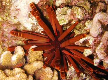 Red Slate Pencil Urchin - Heterocentrotus mamillatus - Maui, Hawaii