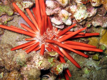 Red Slate Pencil Urchin - Heterocentrotus mammillatus - Maui, Hawaii