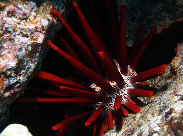 Red Slate Pencil Urchin - Heterocentrotus mammillatus - Big Island, Hawaii