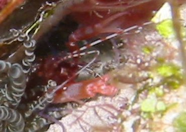 Red Snapping Shrimp - Alpheus armatus - Cozumel, Mexico