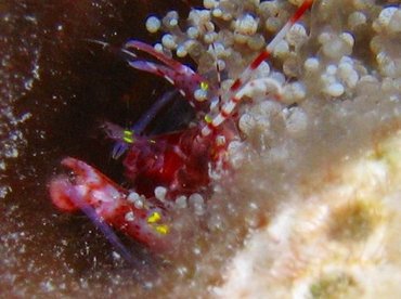 Red Snapping Shrimp - Alpheus armatus - Bonaire
