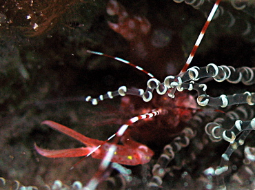 Red Snapping Shrimp - Alpheus armatus - Nassau, Bahamas