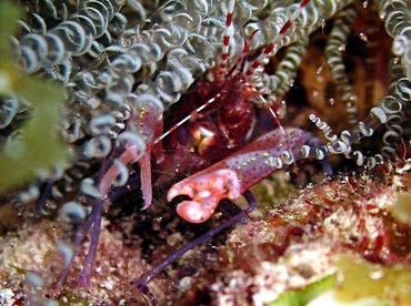 Red Snapping Shrimp - Alpheus armatus - Grand Cayman