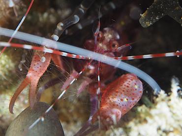 Red Snapping Shrimp - Alpheus armatus - British Virgin Islands