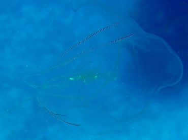 Red-Spot Comb Jelly - Eurhamphaea vexilligera - Belize