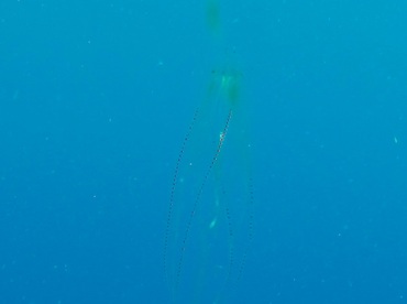 Red-Spot Comb Jelly - Eurhamphaea vexilligera - Belize