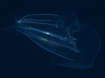 Red-Spot Comb Jelly - Eurhamphaea vexilligera - Palm Beach, Florida