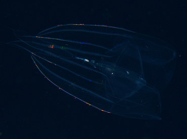 Red-Spot Comb Jelly - Eurhamphaea vexilligera - Palm Beach, Florida