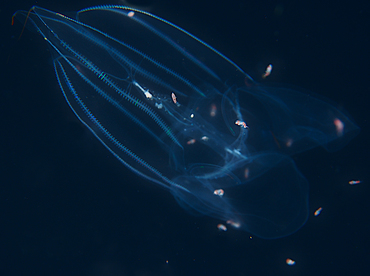 Red-Spot Comb Jelly - Eurhamphaea vexilligera - Palm Beach, Florida