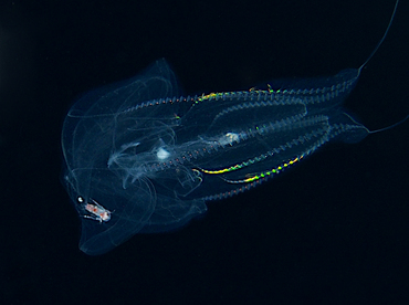 Red-Spot Comb Jelly - Eurhamphaea vexilligera - Palm Beach, Florida