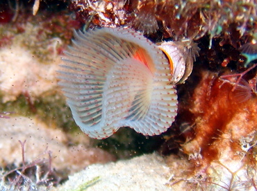 Red-Spotted Horseshoe Worm - Protula sp. - Grand Cayman