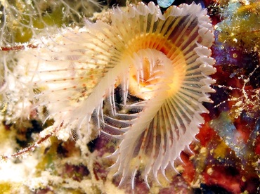 Red-Spotted Horseshoe Worm - Protula sp. - Bonaire