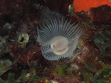 Red-Spotted Horseshoe Worm - Protula sp. - Palm Beach, Florida