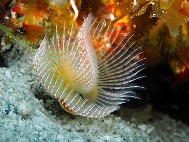 Red-Spotted Horseshoe Worm - Protula sp. - British Virgin Islands