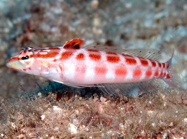 Redspotted Sandperch - Parapercis schauinslandii - Lanai, Hawaii