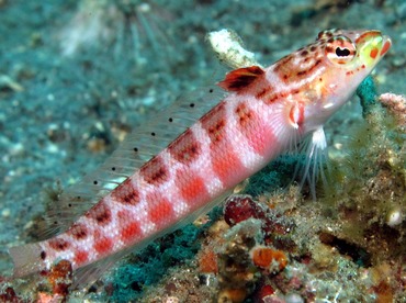 Redspotted Sandperch - Parapercis schauinslandii - Dumaguete, Philippines