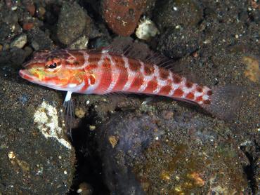 Redspotted Sandperch - Parapercis schauinslandii - Bali, Indonesia