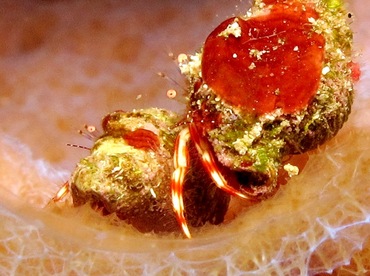 Red-Stripe Hermit Crab - Phimochirus holthuisi - Cozumel, Mexico