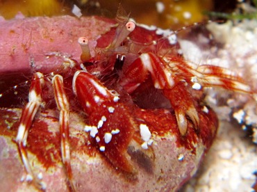 Red-Stripe Hermit Crab - Phimochirus holthuisi - Cozumel, Mexico