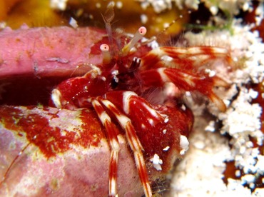 Red-Stripe Hermit Crab - Phimochirus holthuisi - Cozumel, Mexico