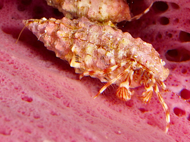 Red-Stripe Hermit Crab - Phimochirus holthuisi - Cozumel, Mexico