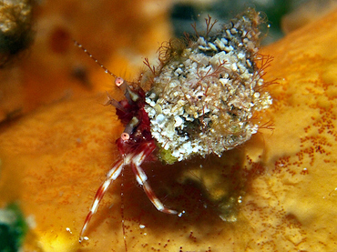 Red-Stripe Hermit Crab - Phimochirus holthuisi - Cozumel, Mexico