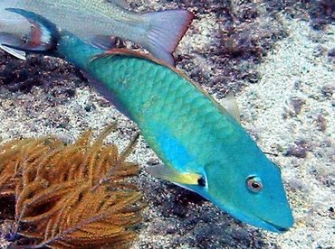 Redtail Parrotfish - Sparisoma chrysopterum - Key Largo, Florida