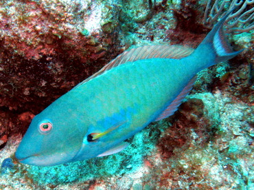Redtail Parrotfish - Sparisoma chrysopterum - Belize